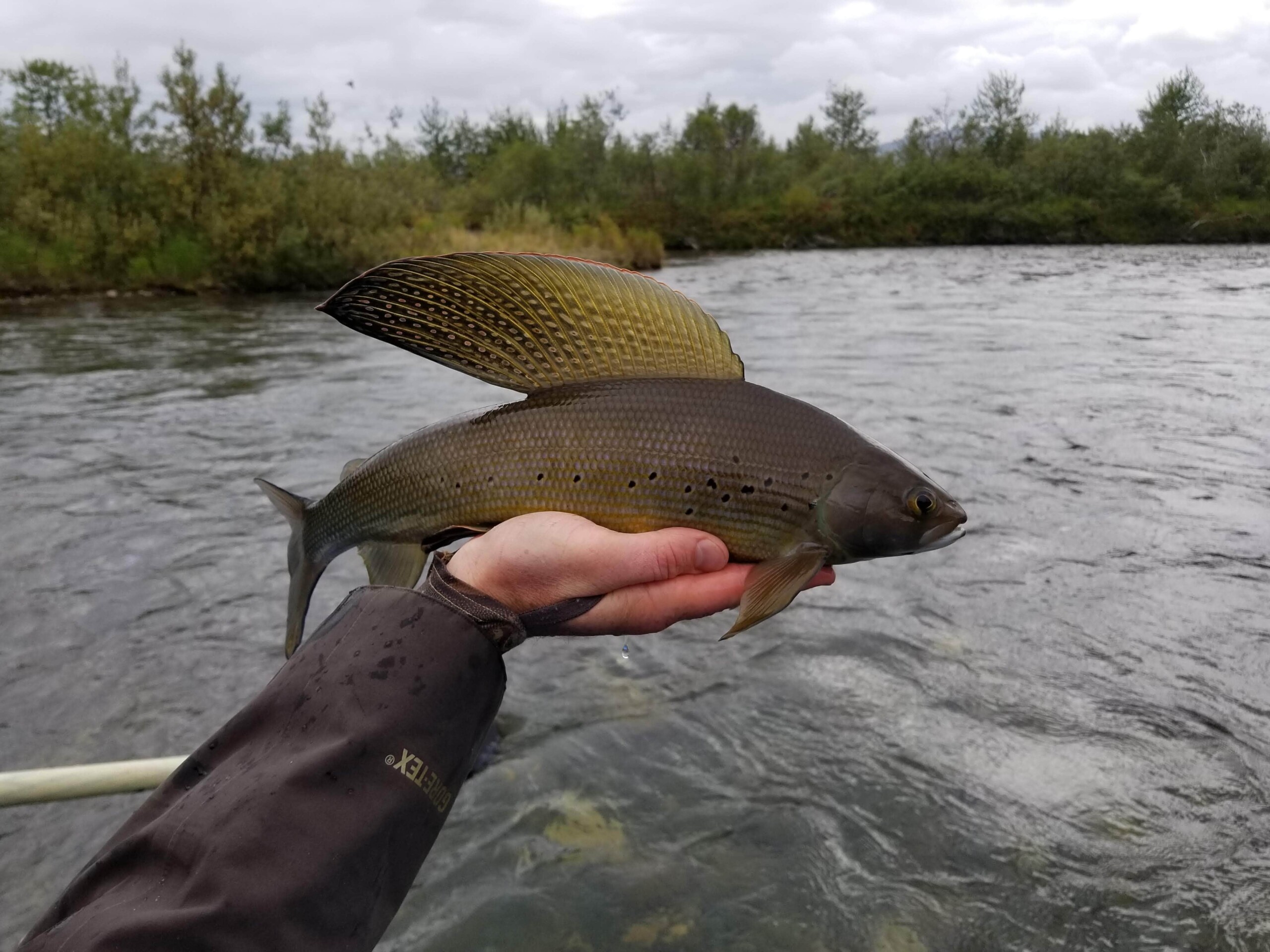 A giant Arctic Grayling.