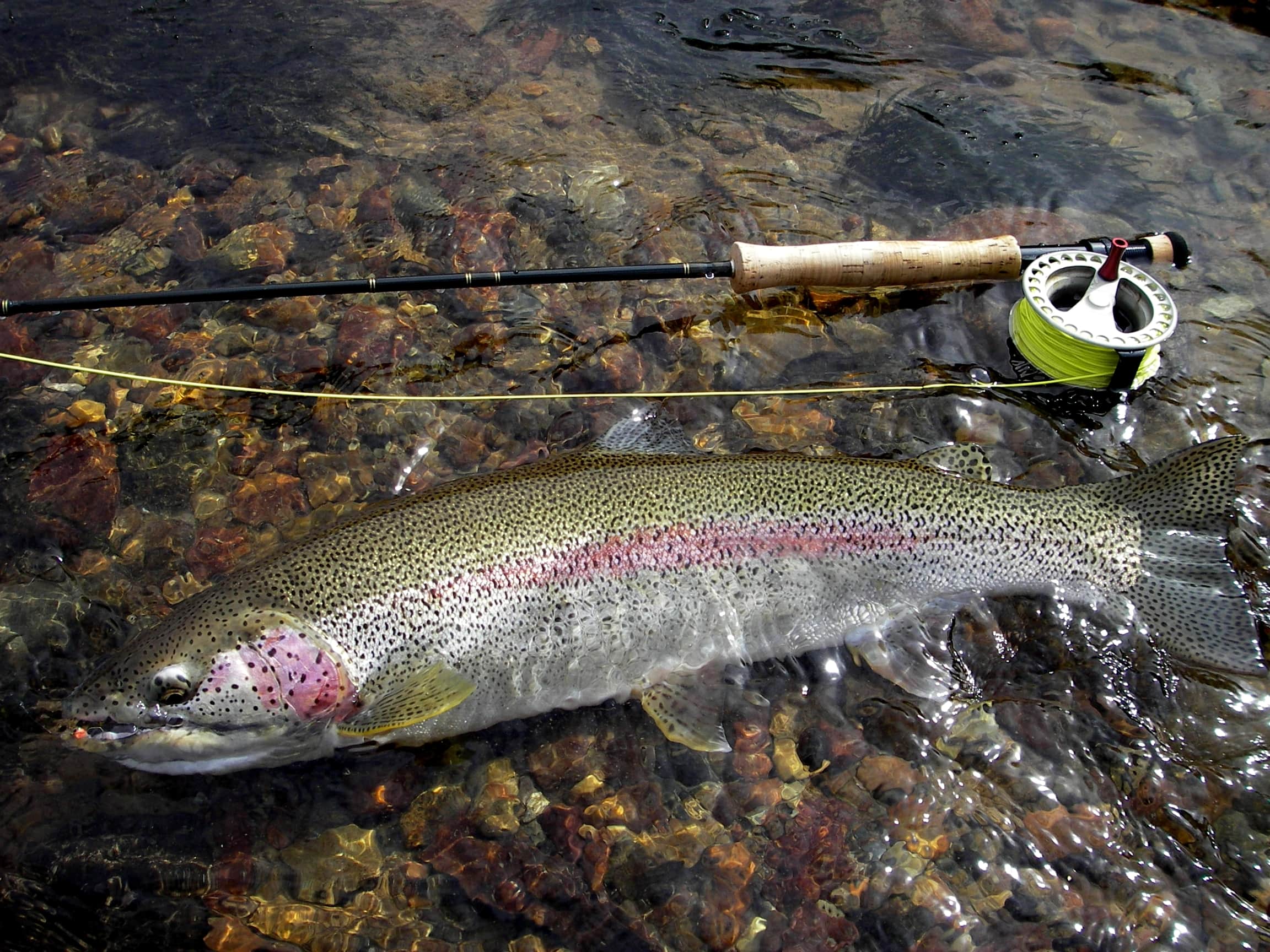 The Arolik is a superb place to fish mouse patterns, as you will find aggressive leopard rainbows within its crystal-clear waters.