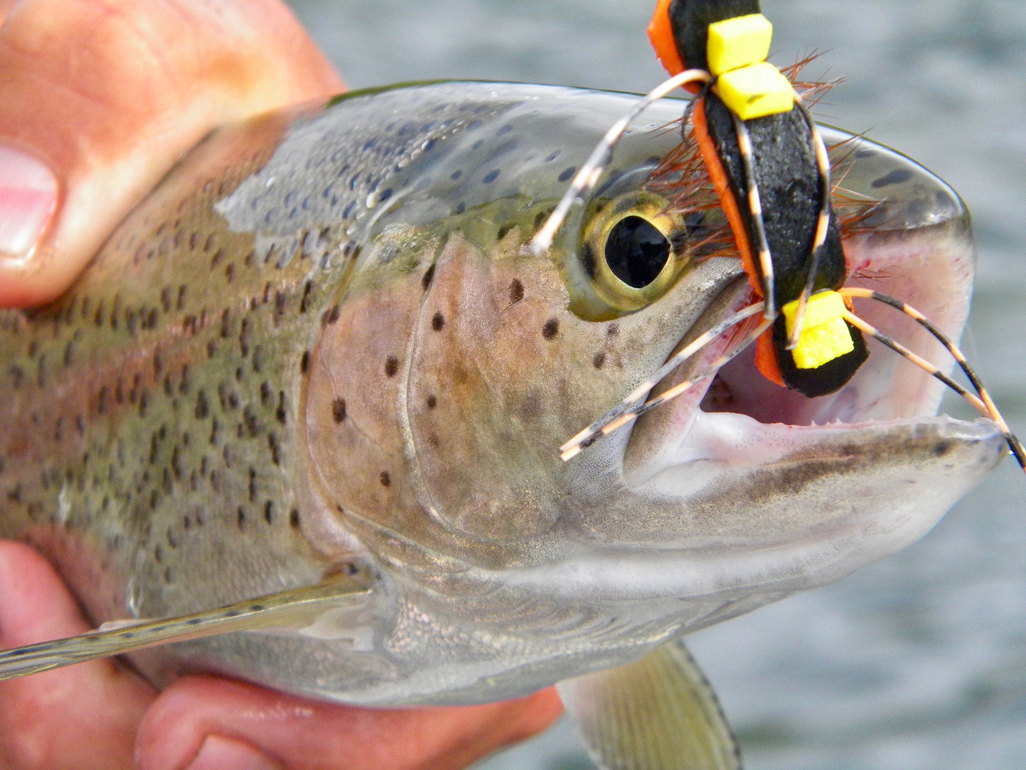 It's hopper season in Patagonia!