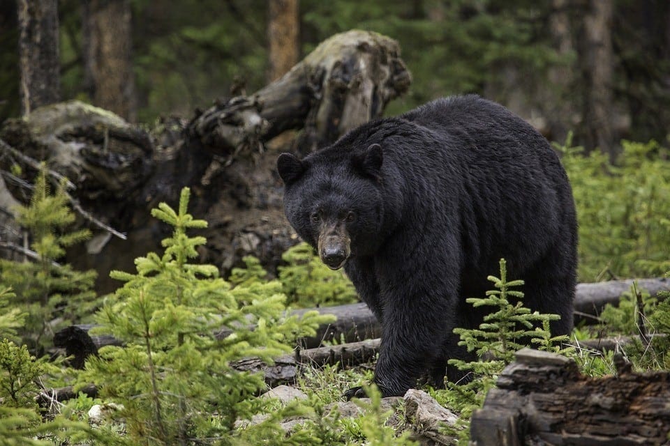 Black bear hunting in Alaska