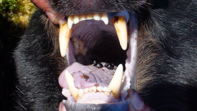 Unguided black bear hunt in Alaska