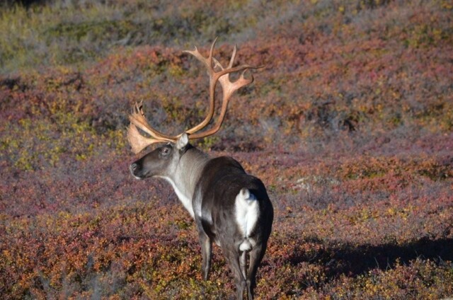 live caribou