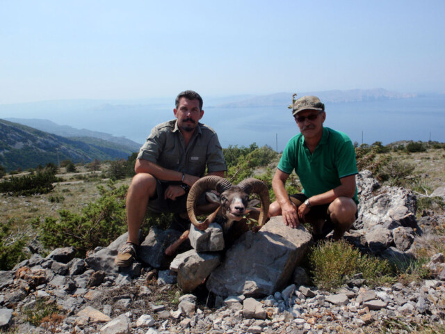 Mouflon Sheep Hunting in Croatia