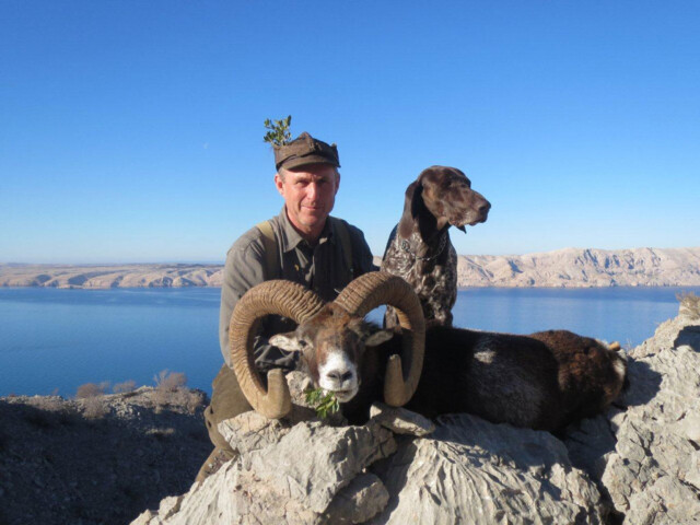 Mouflon Sheep Hunting in Croatia