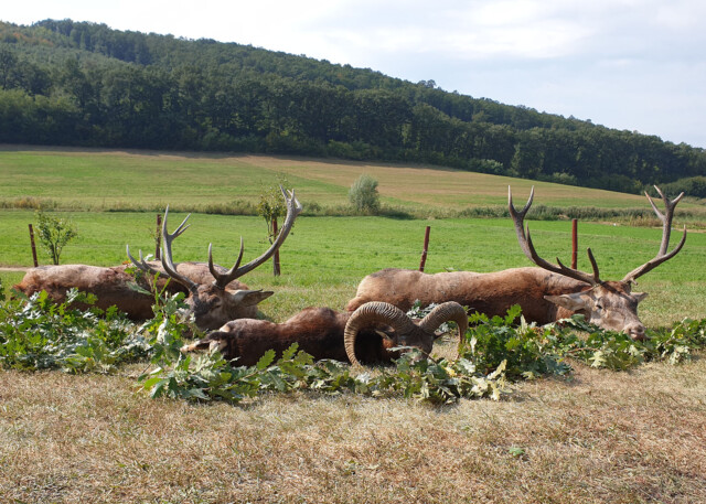 Red Stag Hunting in Hungary HHH