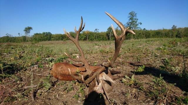 Red Stag Hunting in Hungary HHH