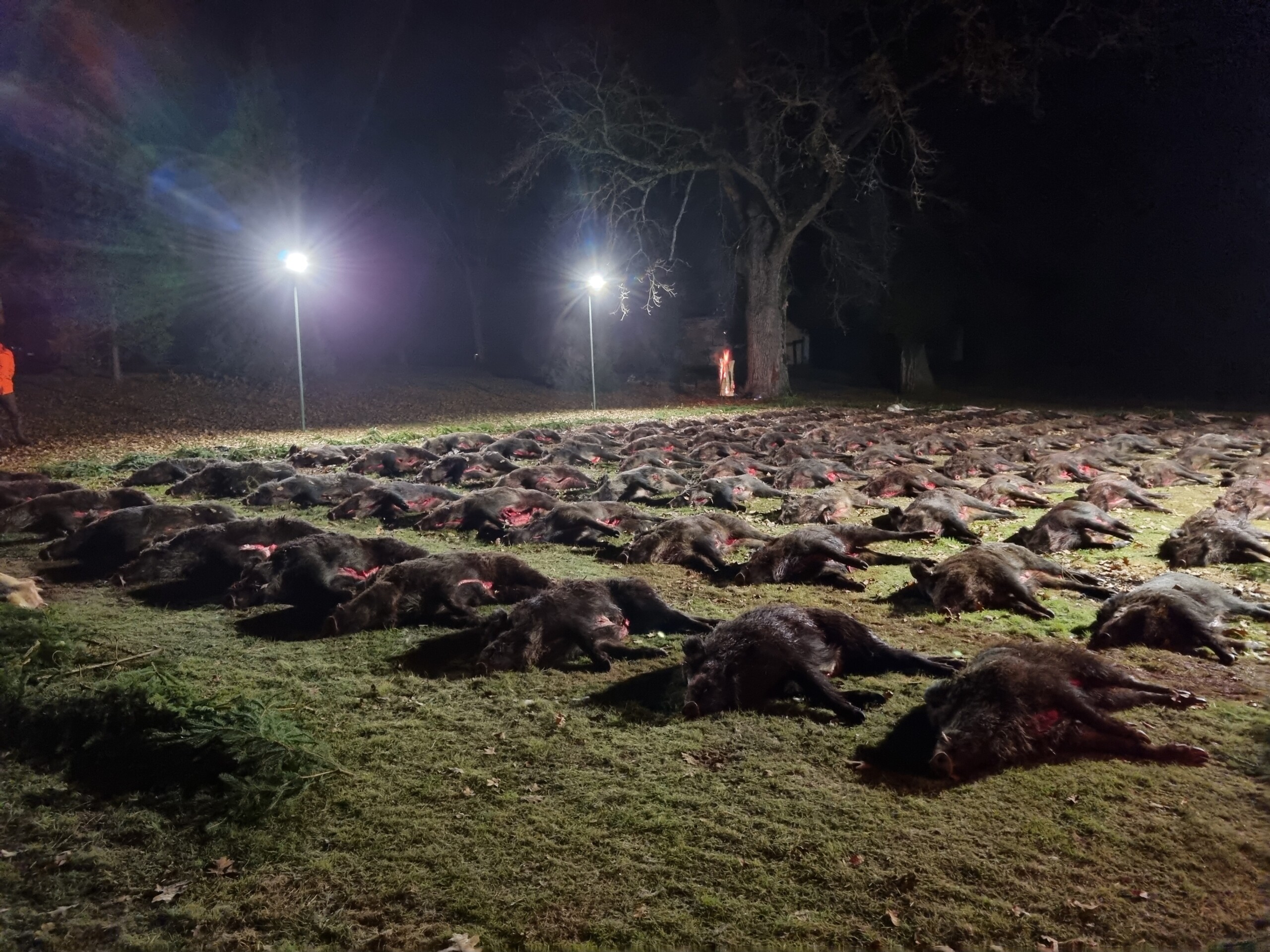 Driven wild boar shooting in Hungary