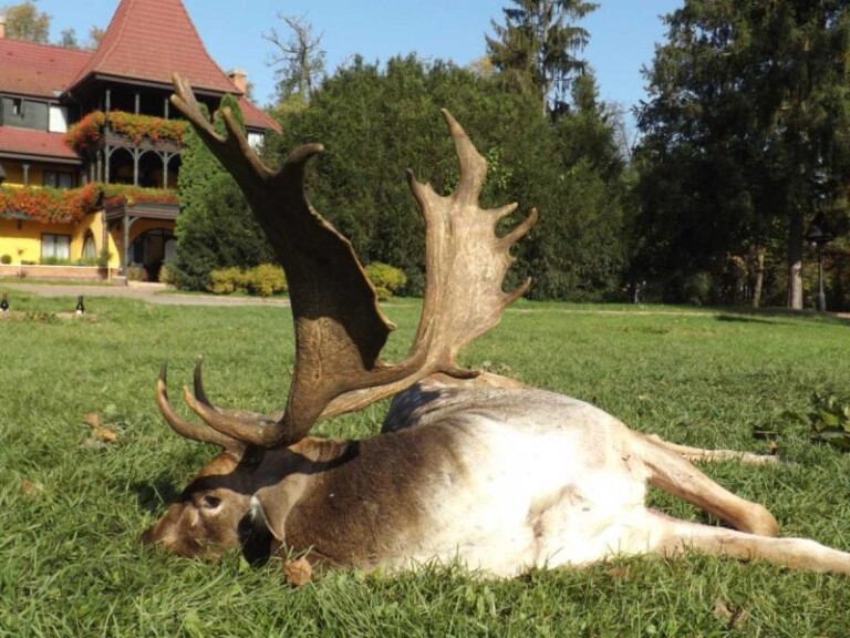 Fallow Buck Hunting in Hungary