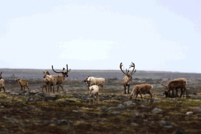 Alaska Reindeer Herd