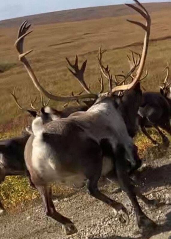 Alaska Reindeer Hunt