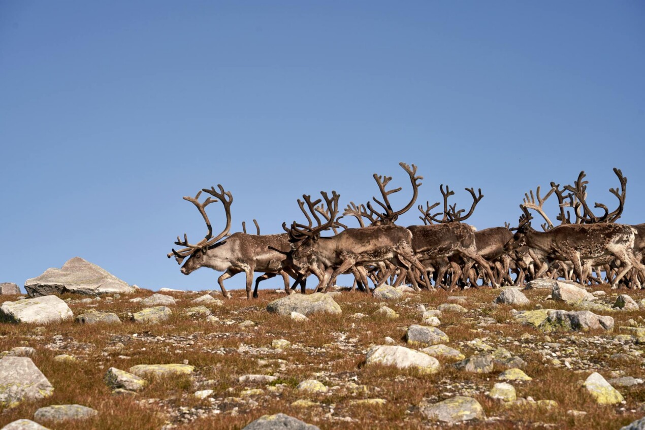 A bachelor herd of reindeer bulls.