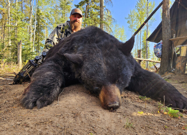 Alberta Black Bear hunting trip
