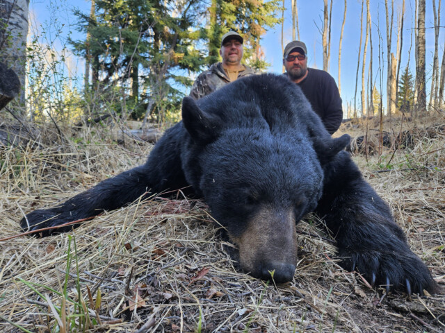 Alberta Black Bear hunting trip