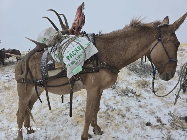 Idaho Archery Elk Hunt with Redick Outfitters