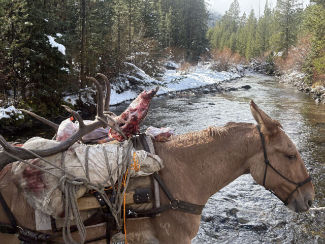 Idaho Archery Elk Hunt with Redick Outfitters
