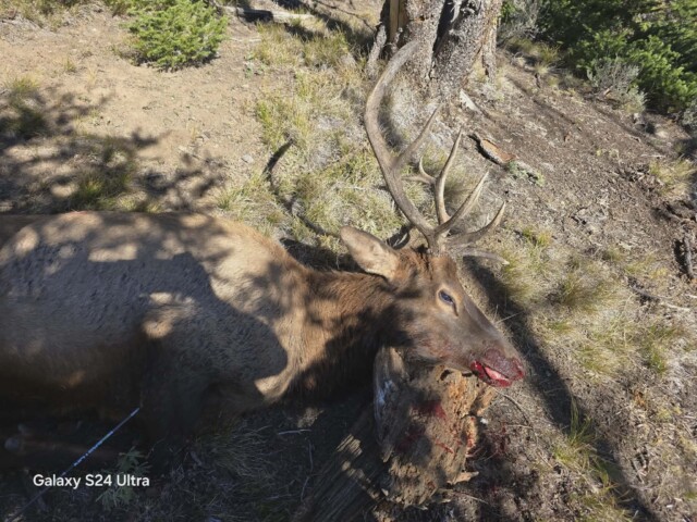 Idaho Archery Elk Hunt with Redick Outfitters