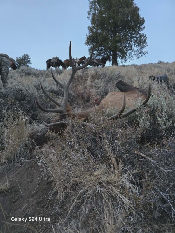 Idaho Archery Elk Hunt with Redick Outfitters