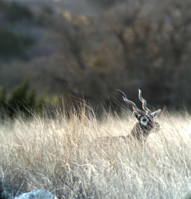 A ram with curled horns peeks above tall dry grass in a sunlit prairie.