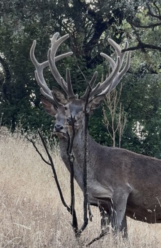 ATP1: Spain Big Game Hunts — photo 5