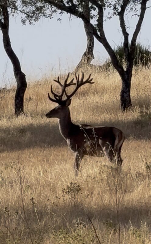 ATP1: Spain Big Game Hunts — photo 4